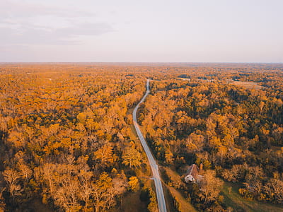 tree, woodland, forest, orange thumbnail