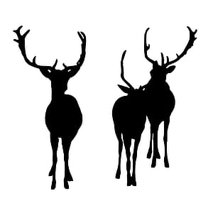 wildlife silhouette of deer on white background thumbnail