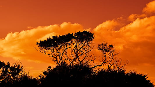 silhouette of trees during golden hour thumbnail