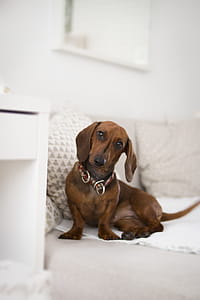 Dachshund On Bed thumbnail