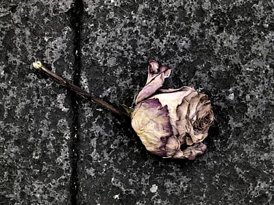 dried rose flower on black surface thumbnail