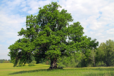 green foliage tree on grass field thumbnail
