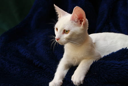 short-fur white cat on blue textile thumbnail