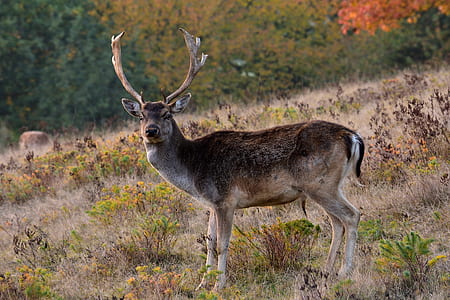 brown deer during daytime thumbnail