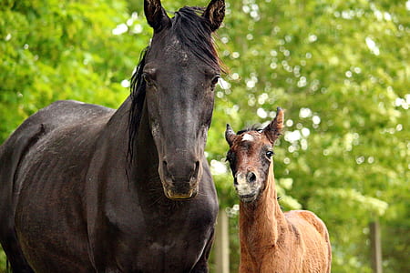 close-up photography of black horse and brown pony near green trees thumbnail