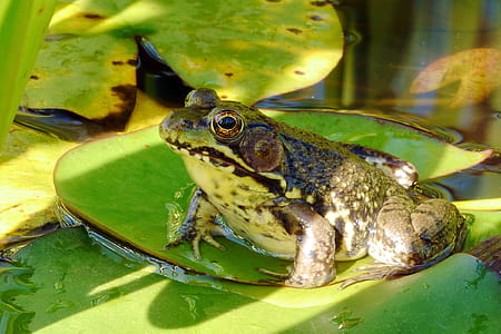 A northern green frog sunning on a lily pad. thumbnail