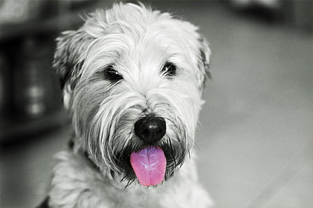 grayscale photography of briard thumbnail