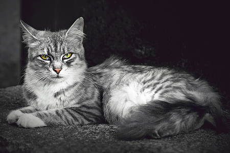 silver Tabby cat thumbnail