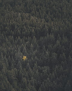 photo of pine trees thumbnail