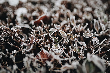 Frozen leaves & twigs thumbnail