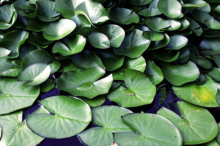 Lotus leaf thumbnail