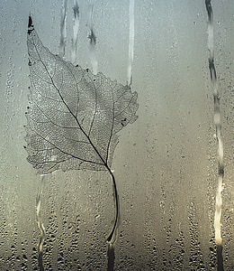 grey leaf on glass window with waterdrops thumbnail