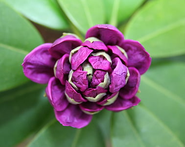 closeup photography of purple petaled flower thumbnail