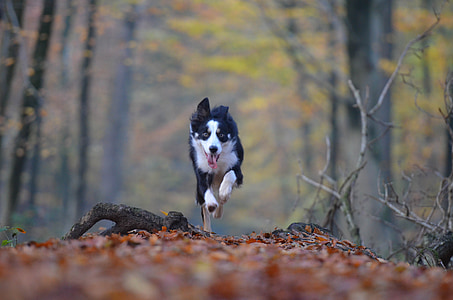 running white and black Border collie thumbnail