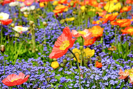red and yellow poppies and purple flower field thumbnail