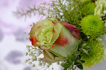 closeup photo of rose thumbnail