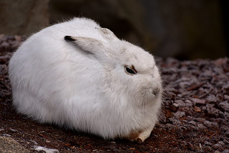 white rabbit thumbnail