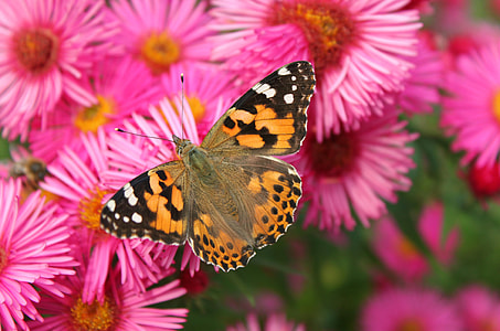 orange and black dotted butterfly on pink flowers thumbnail