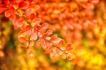 orange leaves selective-focus photo thumbnail