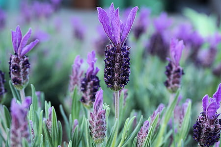 selective focus photography of purple petaled flower thumbnail