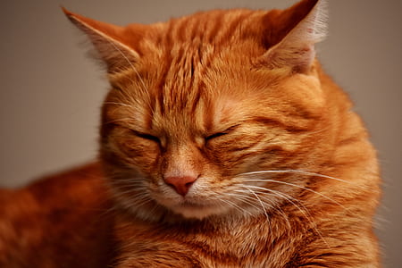 closeup photo of orange tabby cat thumbnail