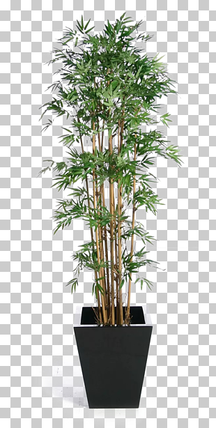 Weeping fig Tree Houseplant Banyan, Green bamboo potted buckle , plant in pot PNG clipart