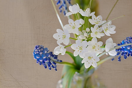 closeup photography of white and blue petaled flowers thumbnail