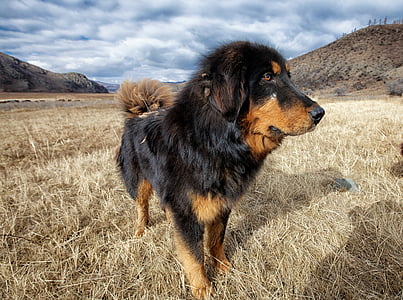 adult black and tan Tibetan mastiff thumbnail