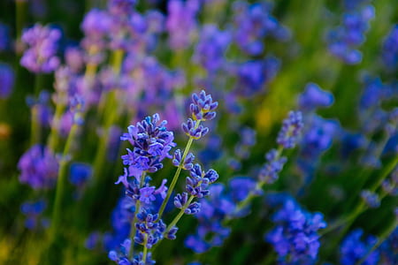 purple flowers thumbnail