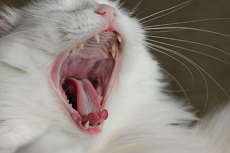 photo of yawning white cat thumbnail