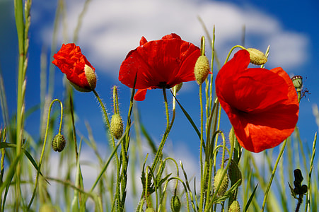 three red poppy flowers thumbnail