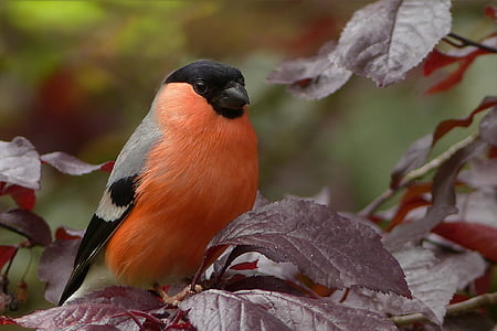 orange and black feather bird on brown plant thumbnail