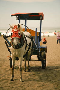 white horse pulling carriage thumbnail