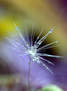 macro photography of water dropped dandelion flower thumbnail