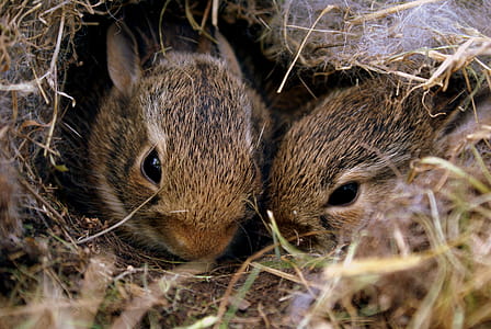 Two Brown Rabbits thumbnail