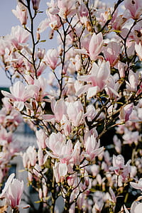 Magnolia tree in bloom thumbnail