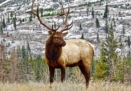close-up photography of brown deer during daytime thumbnail