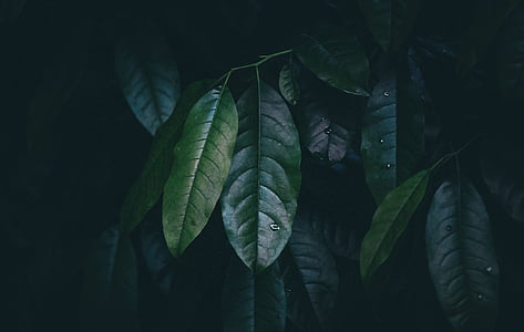 green leaf tree thumbnail