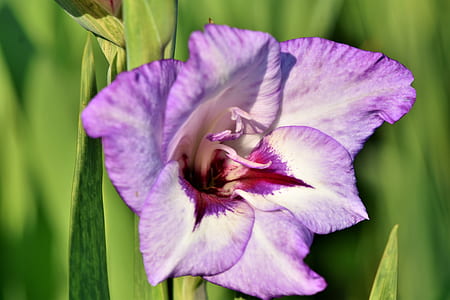 selective focus photo of purple petaled flower thumbnail