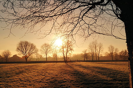 bare trees during sunset thumbnail