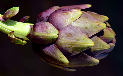 selective photo of artichoke thumbnail