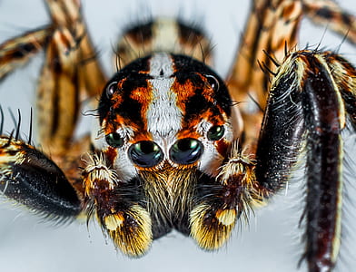 brown and white spider thumbnail