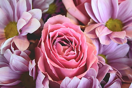 flowers, roses, pink thumbnail