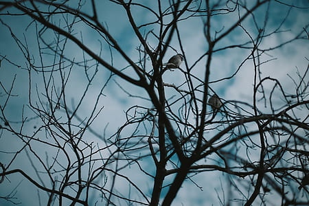 photography of bare tree thumbnail