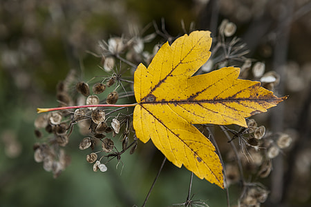 yellow maple leaf on brown branch thumbnail