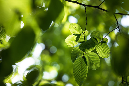 low-angle view of tree thumbnail