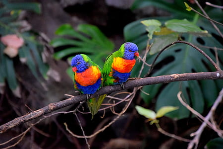 two perched birds thumbnail