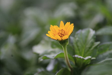 Selective Focus Photography of Yellow Petaled Flower thumbnail