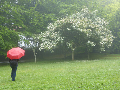 person in black jacket and denim pants holding red umbrella on green grass field thumbnail