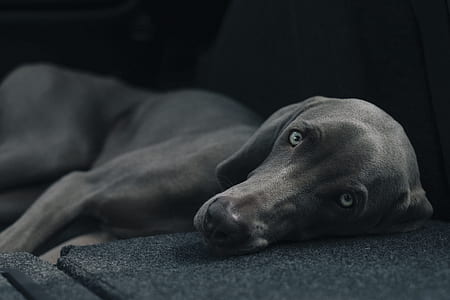 shallow focus photography of adult weimaraner lying on sofa thumbnail